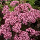 Sedum 'Cloud Walker' Очиток